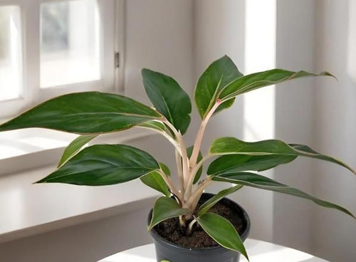 Aglaonema Black Lipstick Live Plant i6r2ja-hp