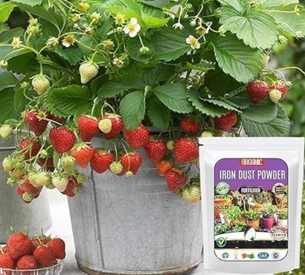 Iron Dust Fertilizer (350gm) i6r2ja-hp