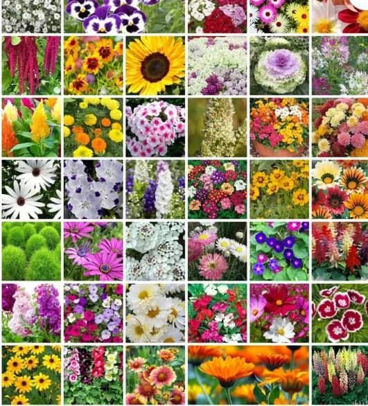 40 Varieties of Flower Seeds i6r2ja-hp