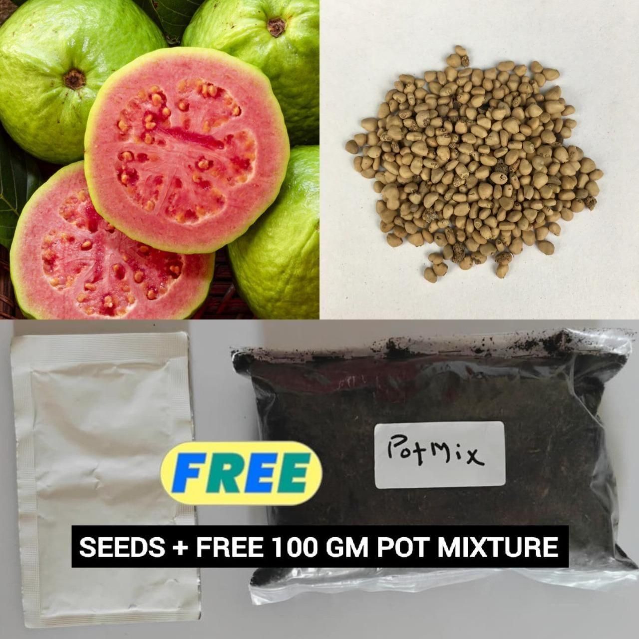Organic Guava Seeds (Free Pot Mixture 100 gm) i6r2ja-hp