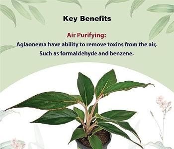 Aglaonema Black Lipstick Live Plant i6r2ja-hp