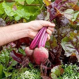 Beetroot Seeds (Free Organic Pot Mix 100 gm) i6r2ja-hp
