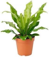 Birds Nest Fern Plant i6r2ja-hp