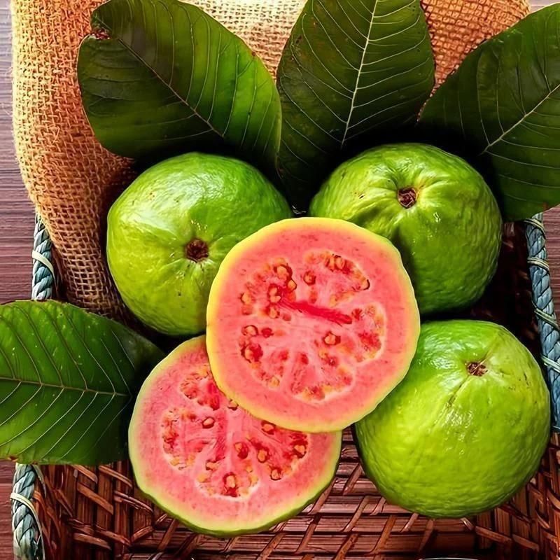Organic Guava Seeds (Free Pot Mixture 100 gm) i6r2ja-hp
