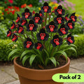 Rare Monkey Face Seeds Pack of 2 i6r2ja-hp
