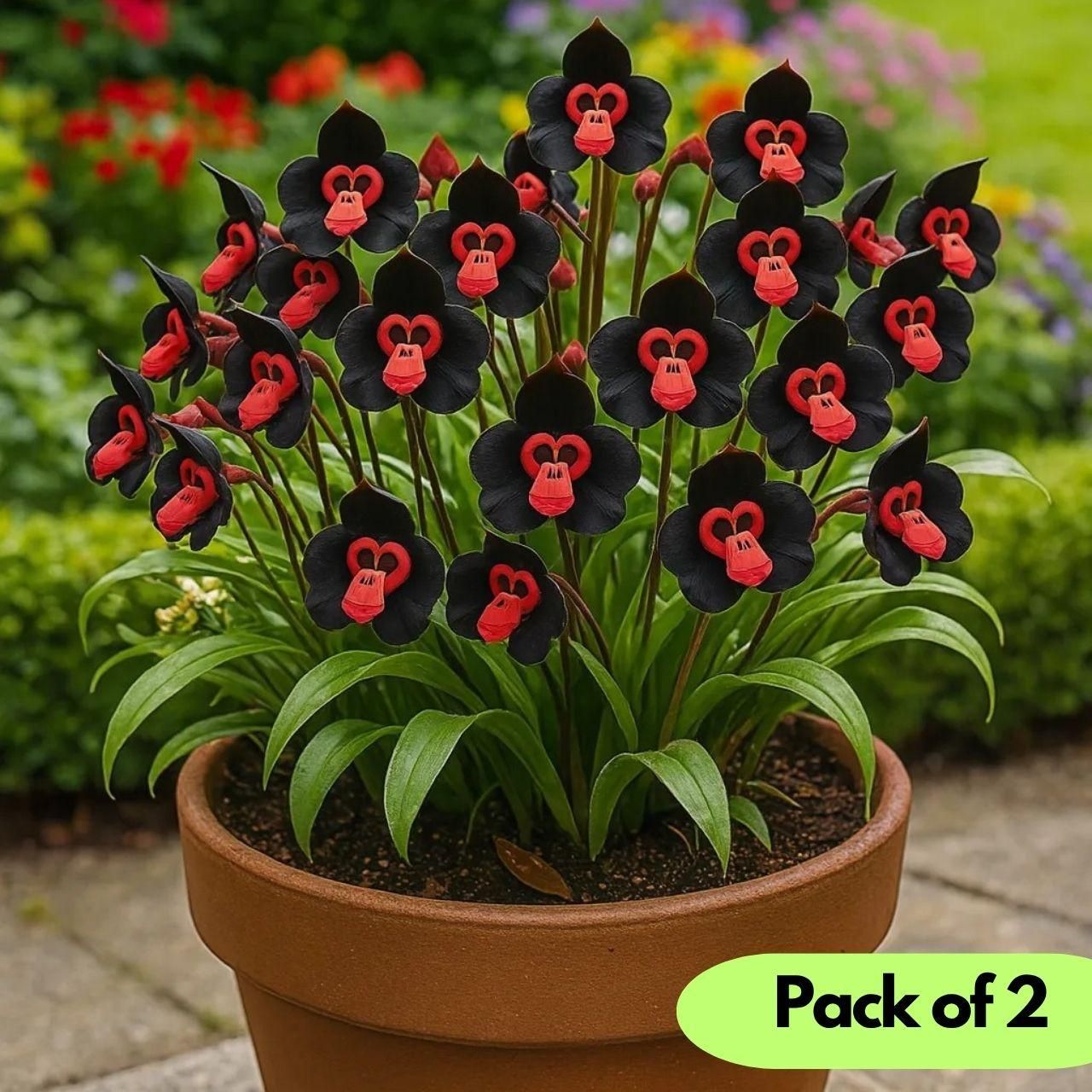 Rare Monkey Face Seeds Pack of 2 i6r2ja-hp