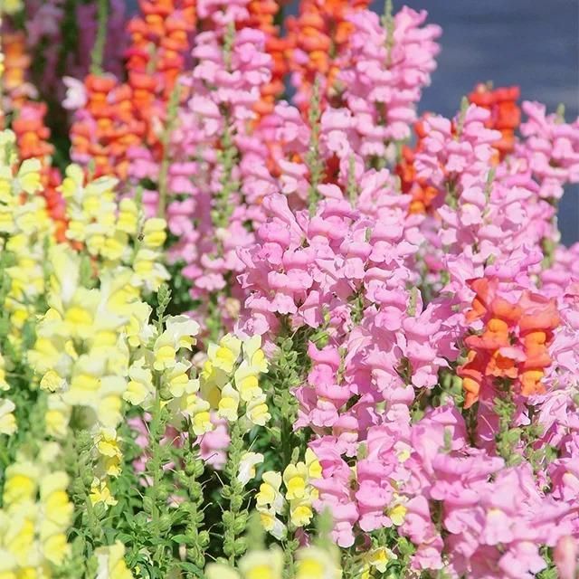 Snapdragon Seeds (Free Pot Mixture 100 gm) i6r2ja-hp