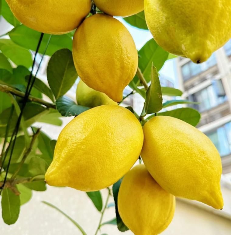 Lemon Seeds (50 Pc Seeds) i6r2ja-hp