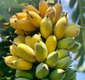 Banana Seeds