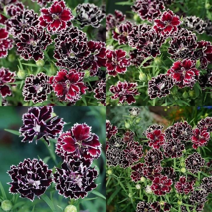 Dianthus Seeds (Free Pot Mixture 100 gm) i6r2ja-hp