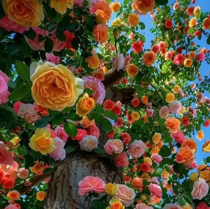 Rainbow Rose Seeds with Free Plant Growth Serum Pack of 2 i6r2ja-hp