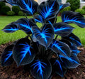 Blue Flame Hostas and Free Organic Pot Mix 100 Grams i6r2ja-hp
