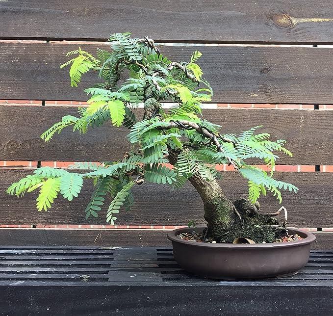 Tamarind Seeds (Free Pot Mixture 100 gm) i6r2ja-hp