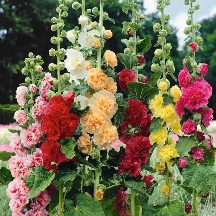 Imported Hollyhock Seeds	(Pack of 2) i6r2ja-hp