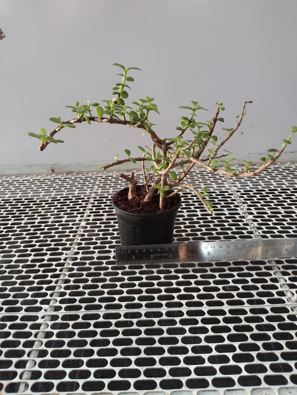 Jade Feng Shui Plant i6r2ja-hp