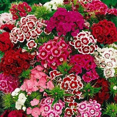 Dianthus Seeds (Free Pot Mixture 100 gm) i6r2ja-hp