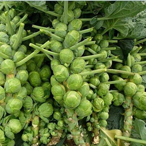 Nema organic brussels sprouts seeds i6r2ja-hp