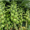 Nema organic brussels sprouts seeds i6r2ja-hp