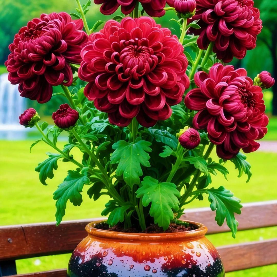 Double-Petal Chrysanthemums Seeds + 100 grams Organic Pot Mix Free i6r2ja-hp