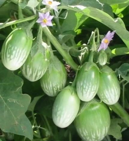 Thai Eggplant Seed (Pack of 50) with Plant Growth Serum i6r2ja-hp