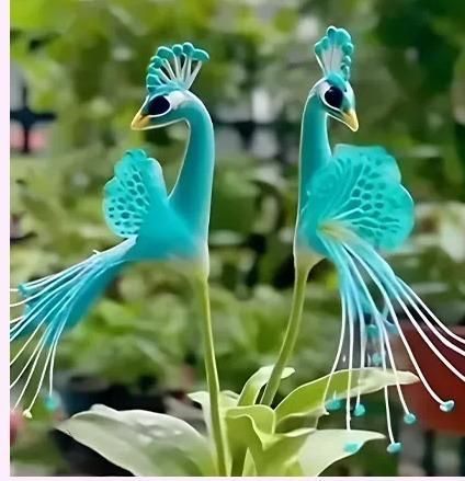 Vibrant Peacock Flower Seeds Pack of 1 i6r2ja-hp