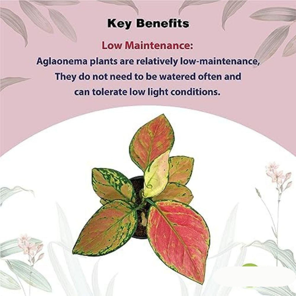 Aglaonema Pink Valentine Plant i6r2ja-hp