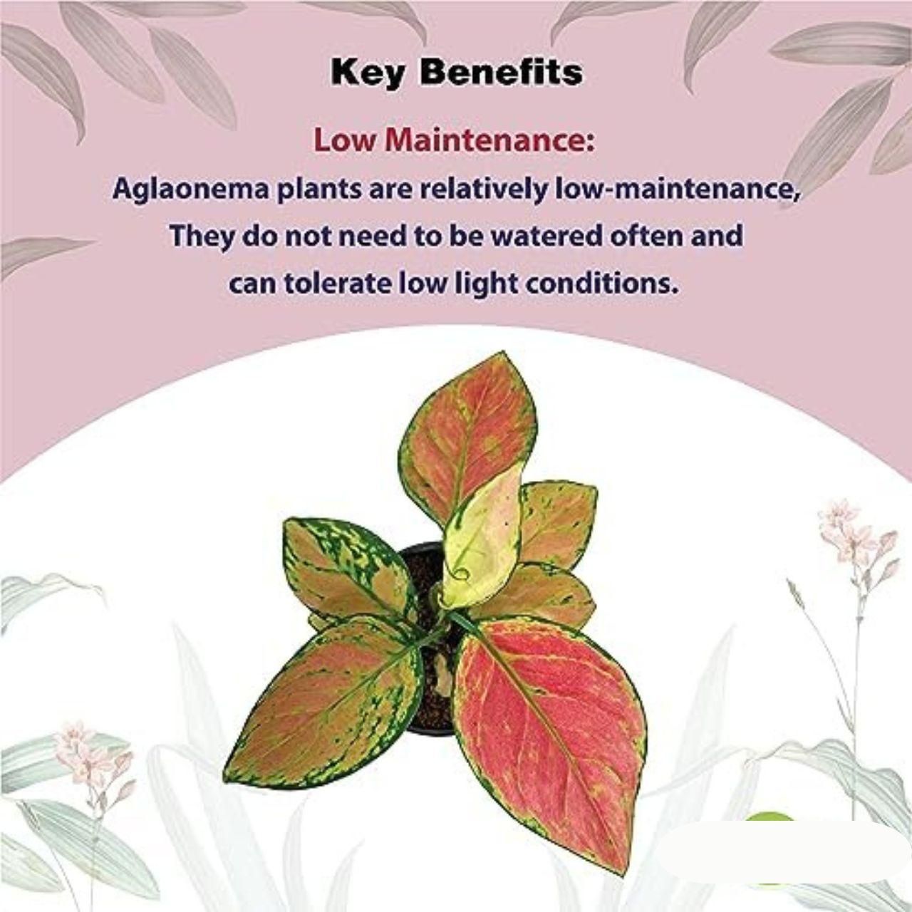 Aglaonema Pink Valentine Plant i6r2ja-hp