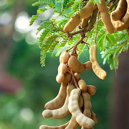 Tamarind Seeds (Free Pot Mixture 100 gm) i6r2ja-hp