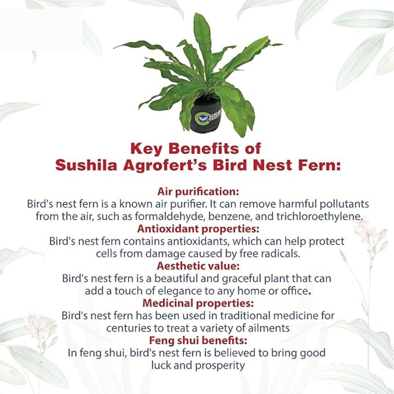 Birds Nest Fern Plant i6r2ja-hp