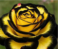 Eclipse Rose Seeds Pack of 1 i6r2ja-hp