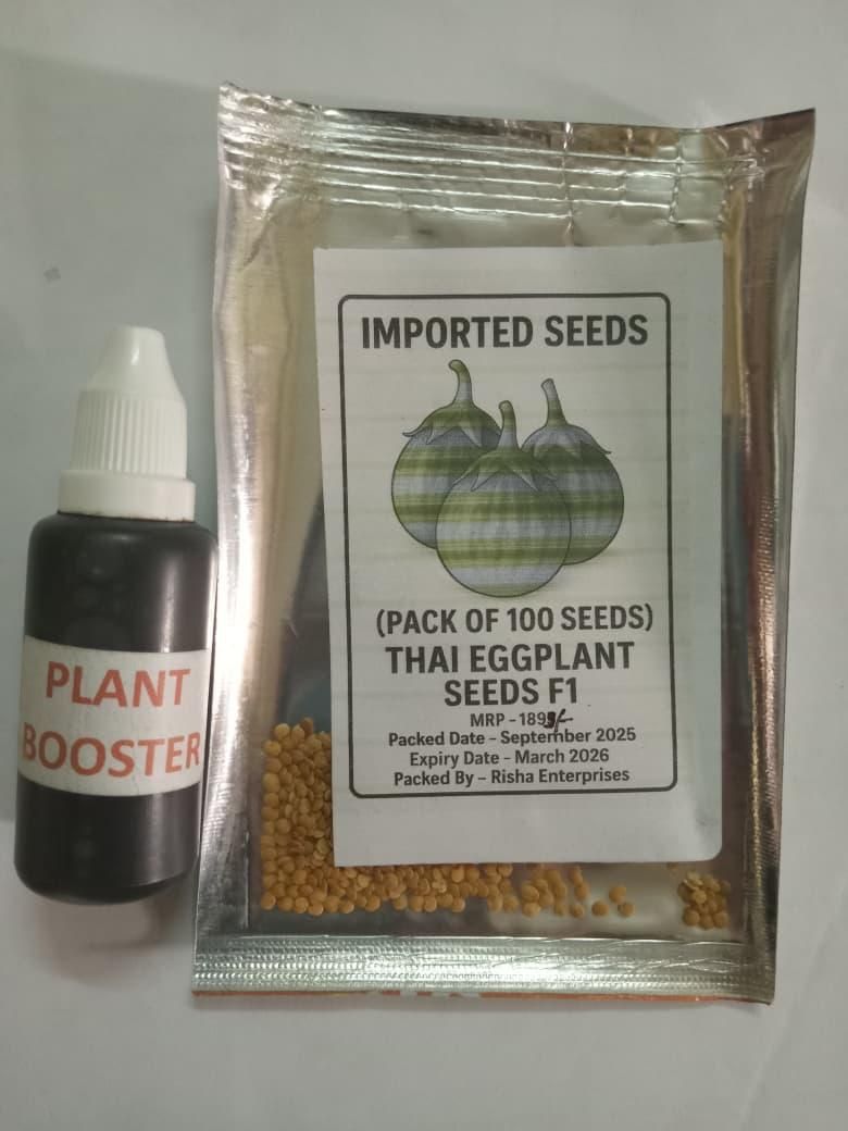 Thai Eggplant Seed (Pack of 50) with Plant Growth Serum i6r2ja-hp