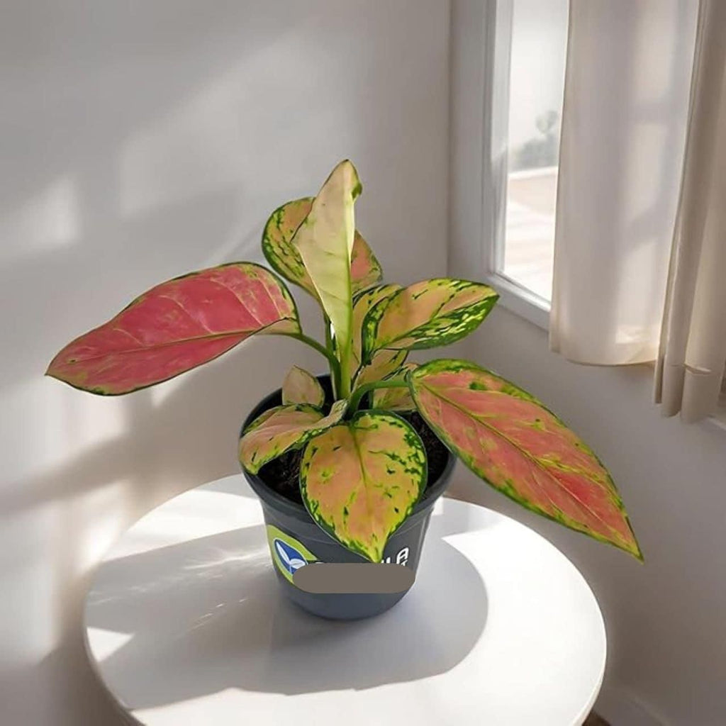 Aglaonema Pink Valentine Plant i6r2ja-hp