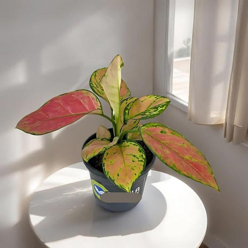 Aglaonema Pink Valentine Plant i6r2ja-hp