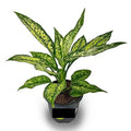 Aglaonema Snow White Plant i6r2ja-hp