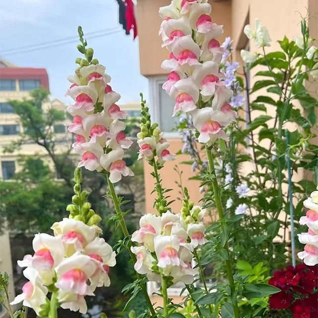 Snapdragon Seeds (Free Pot Mixture 100 gm) i6r2ja-hp