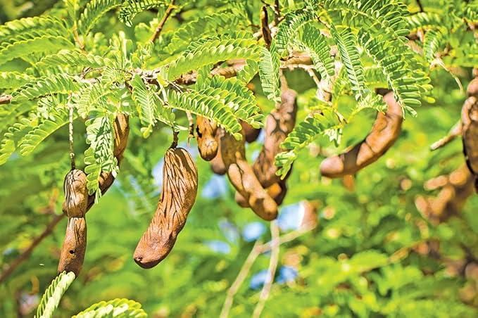 Tamarind Seeds (Free Pot Mixture 100 gm) i6r2ja-hp