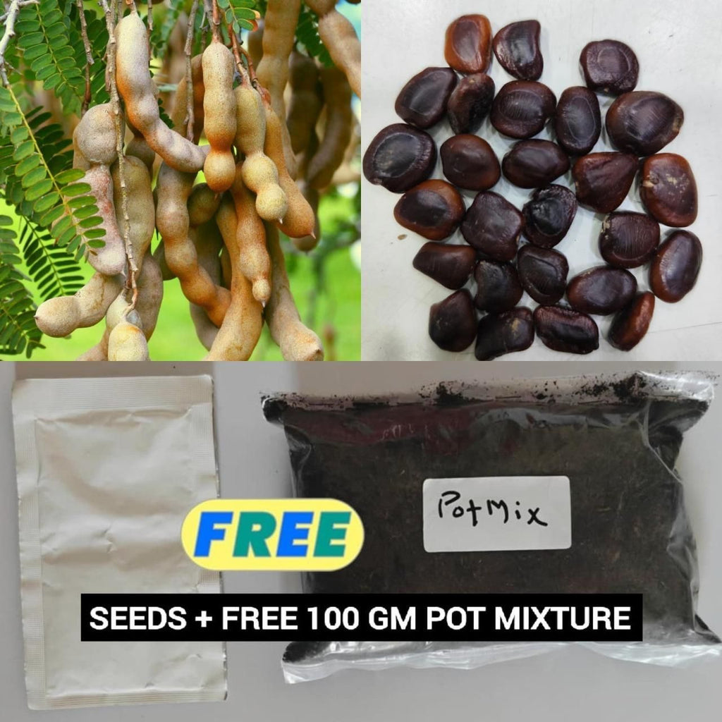 Tamarind Seeds (Free Pot Mixture 100 gm) i6r2ja-hp