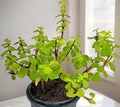 Jade Feng Shui Plant i6r2ja-hp