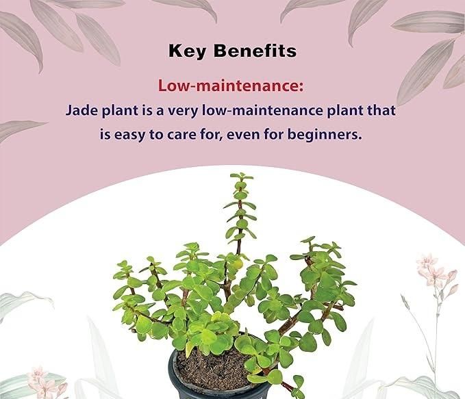 Jade Feng Shui Plant i6r2ja-hp