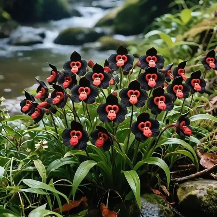 Rare Monkey Face Seeds Pack of 2 i6r2ja-hp