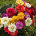 ZINNIA seeds pack of 1 (100 seeds approx) with Free Plant Growth Booster and Supplement Vol. 30ml