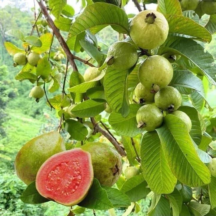 Organic Guava Seeds (Free Pot Mixture 100 gm) i6r2ja-hp