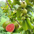 Organic Guava Seeds (Free Pot Mixture 100 gm) i6r2ja-hp