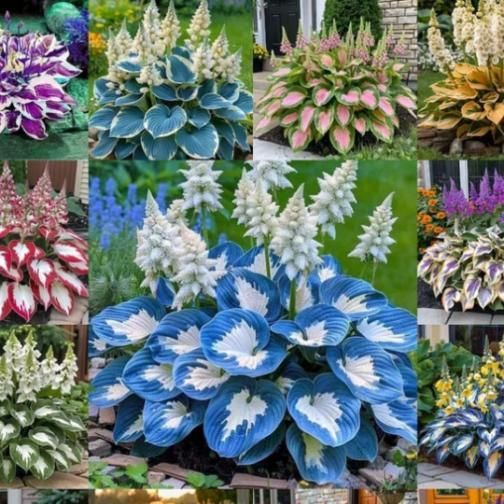 Shade-Tolerant and Cold-Hardy Hosta Flowers (Pack of 2) i6r2ja-hp