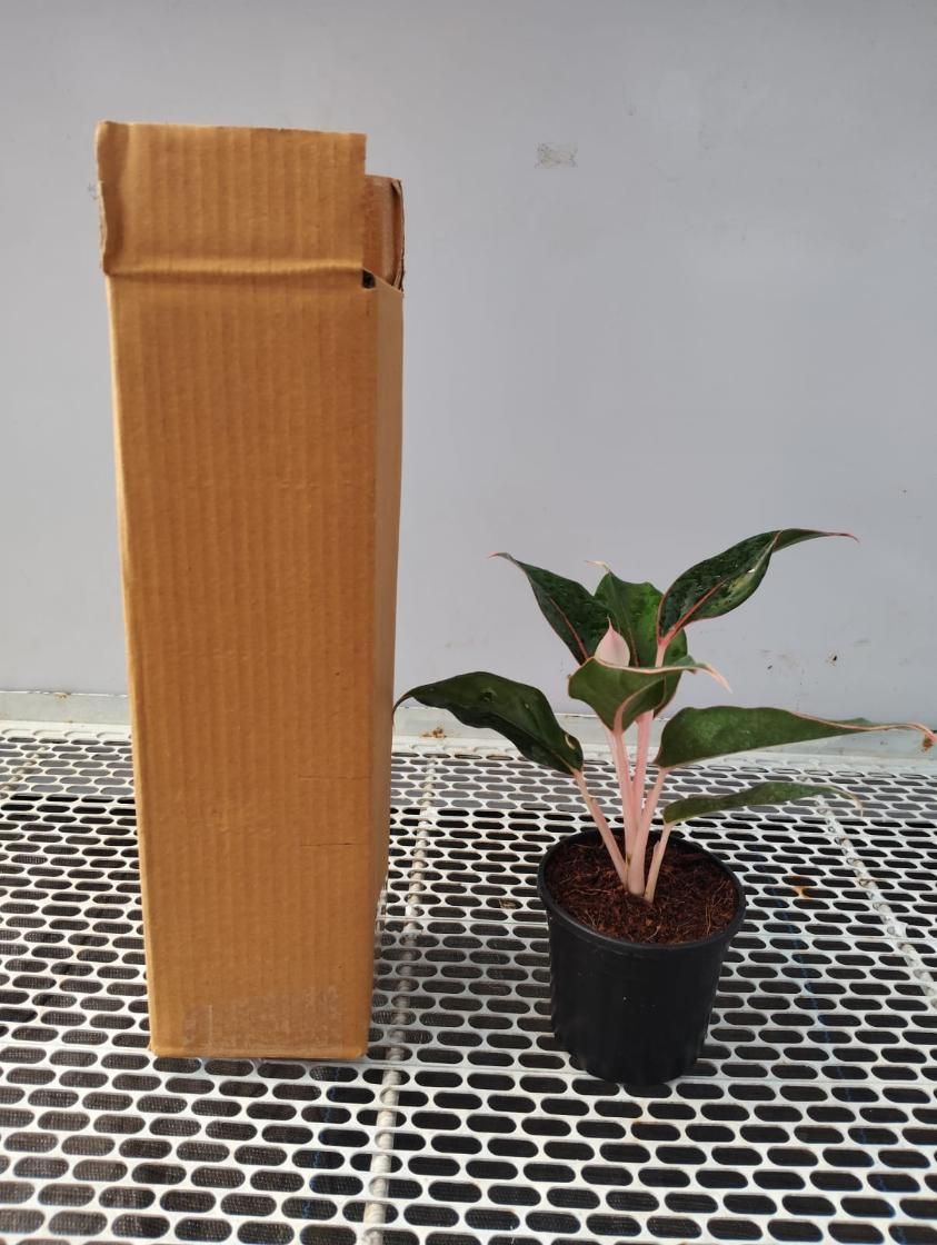 Aglaonema Black Lipstick Live Plant i6r2ja-hp