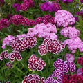 Dianthus Seeds (Free Pot Mixture 100 gm) i6r2ja-hp