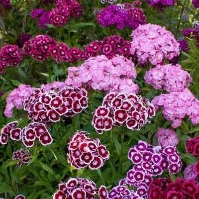 Dianthus Seeds (Free Pot Mixture 100 gm) i6r2ja-hp