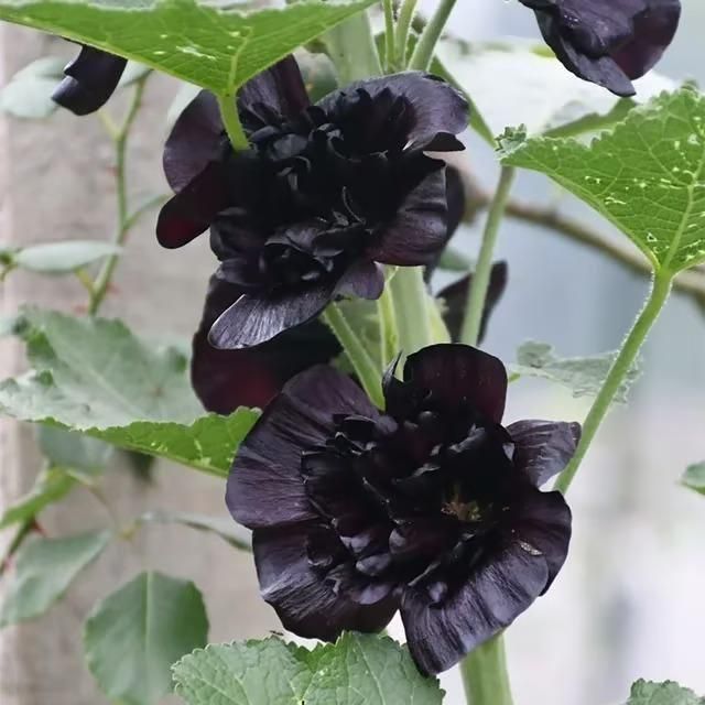 Imported Hollyhock Seeds	(Pack of 2) i6r2ja-hp