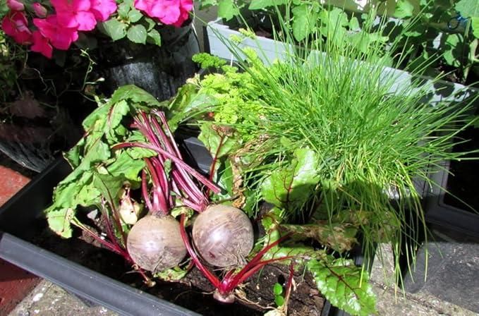 Beetroot Seeds (Free Organic Pot Mix 100 gm) i6r2ja-hp