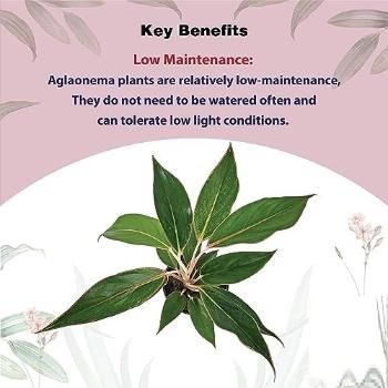 Aglaonema Black Lipstick Live Plant i6r2ja-hp